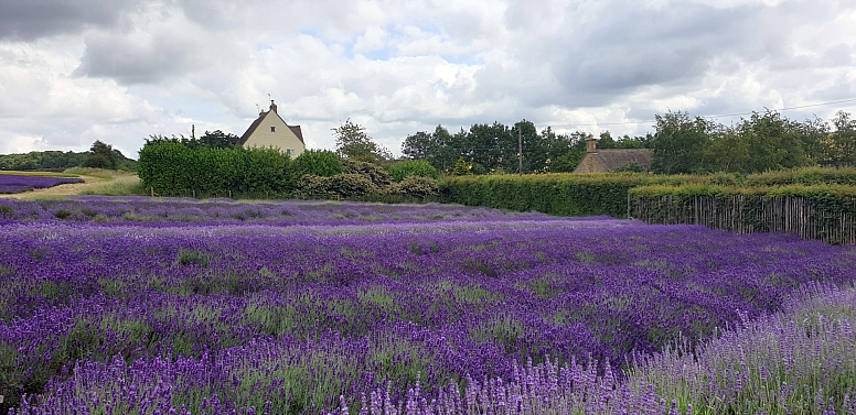 cotswolds lavender