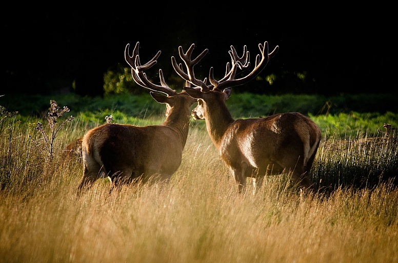 deer richmond upon thames