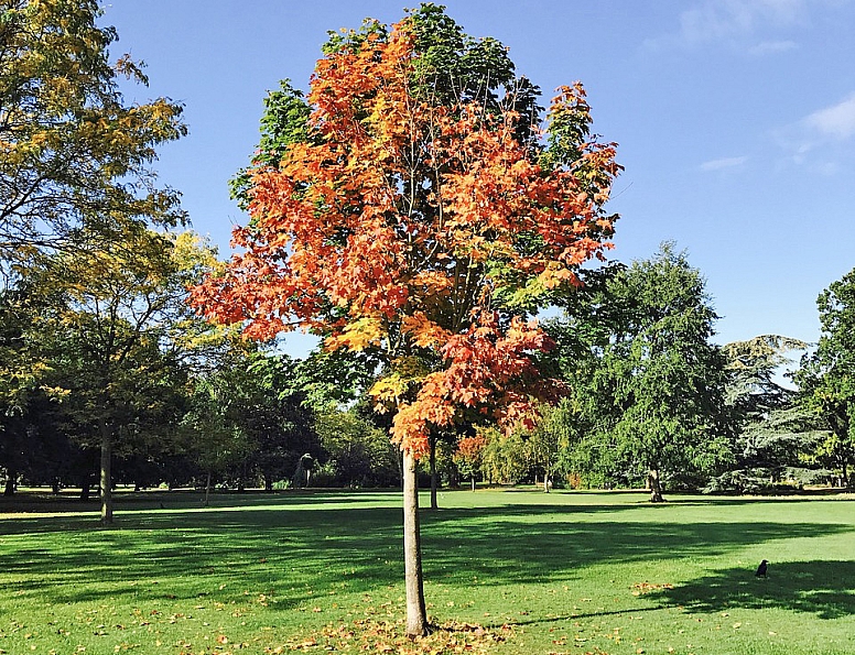 walpole park ealing