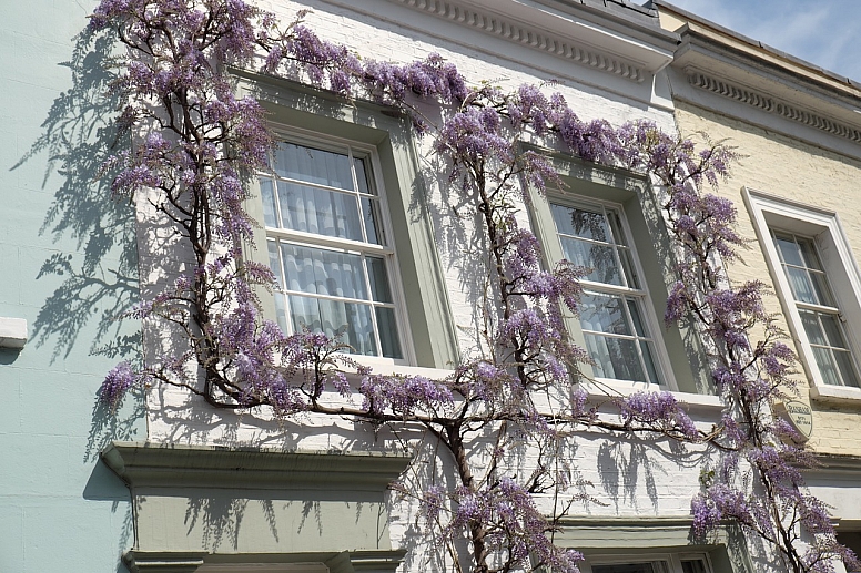 wisteria on a house in chelsea